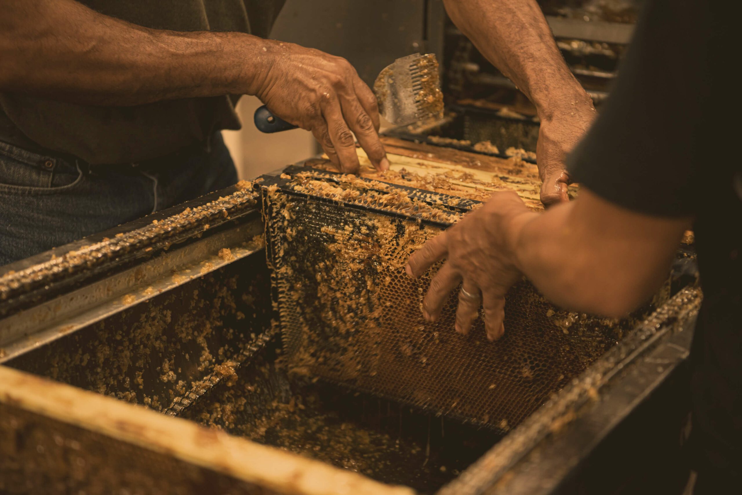 100% Ontario honey being made as the bee keeper is about to scrap the honey from a honey comb.