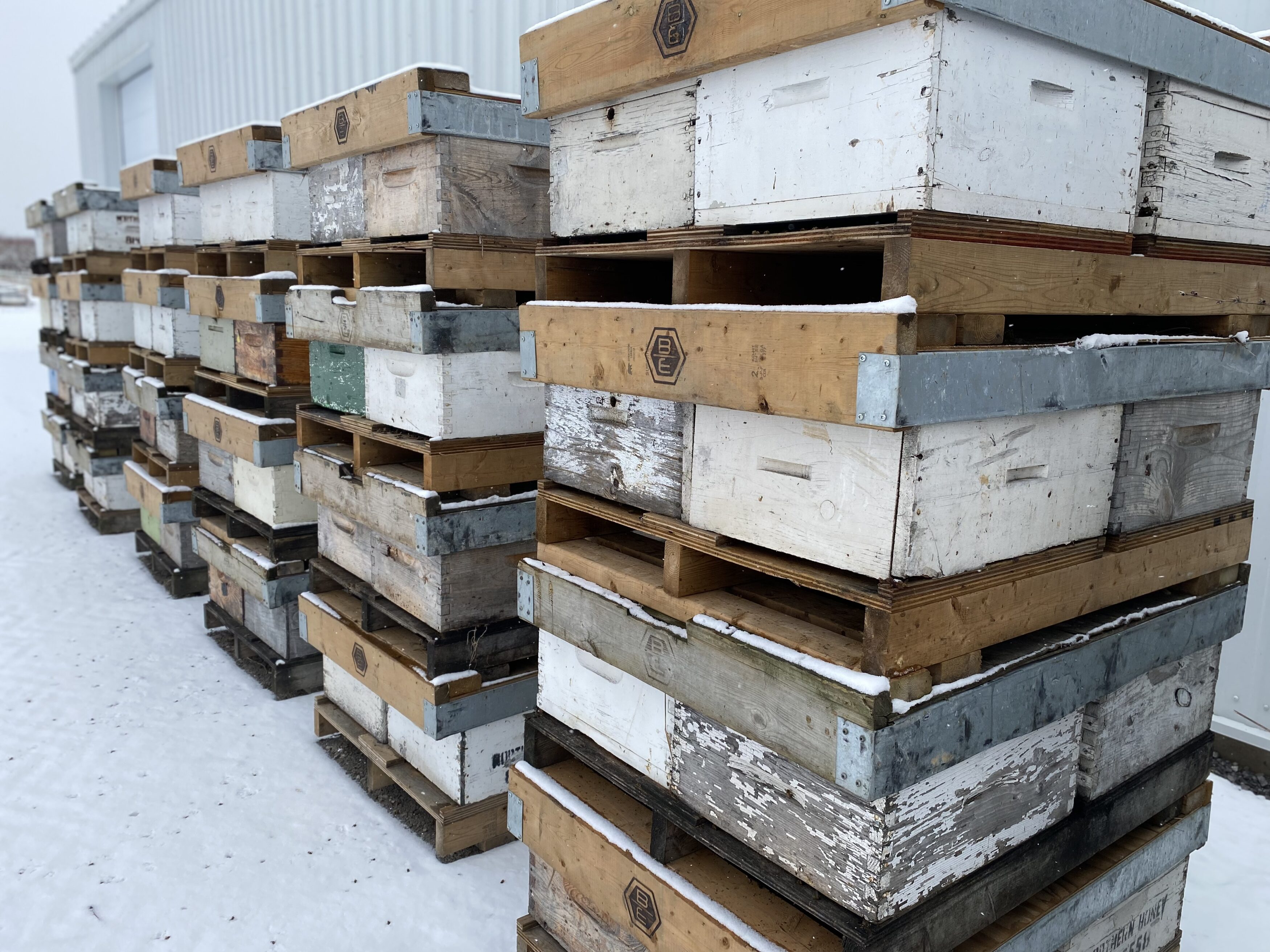 Bees stacked and ready to move indoors.