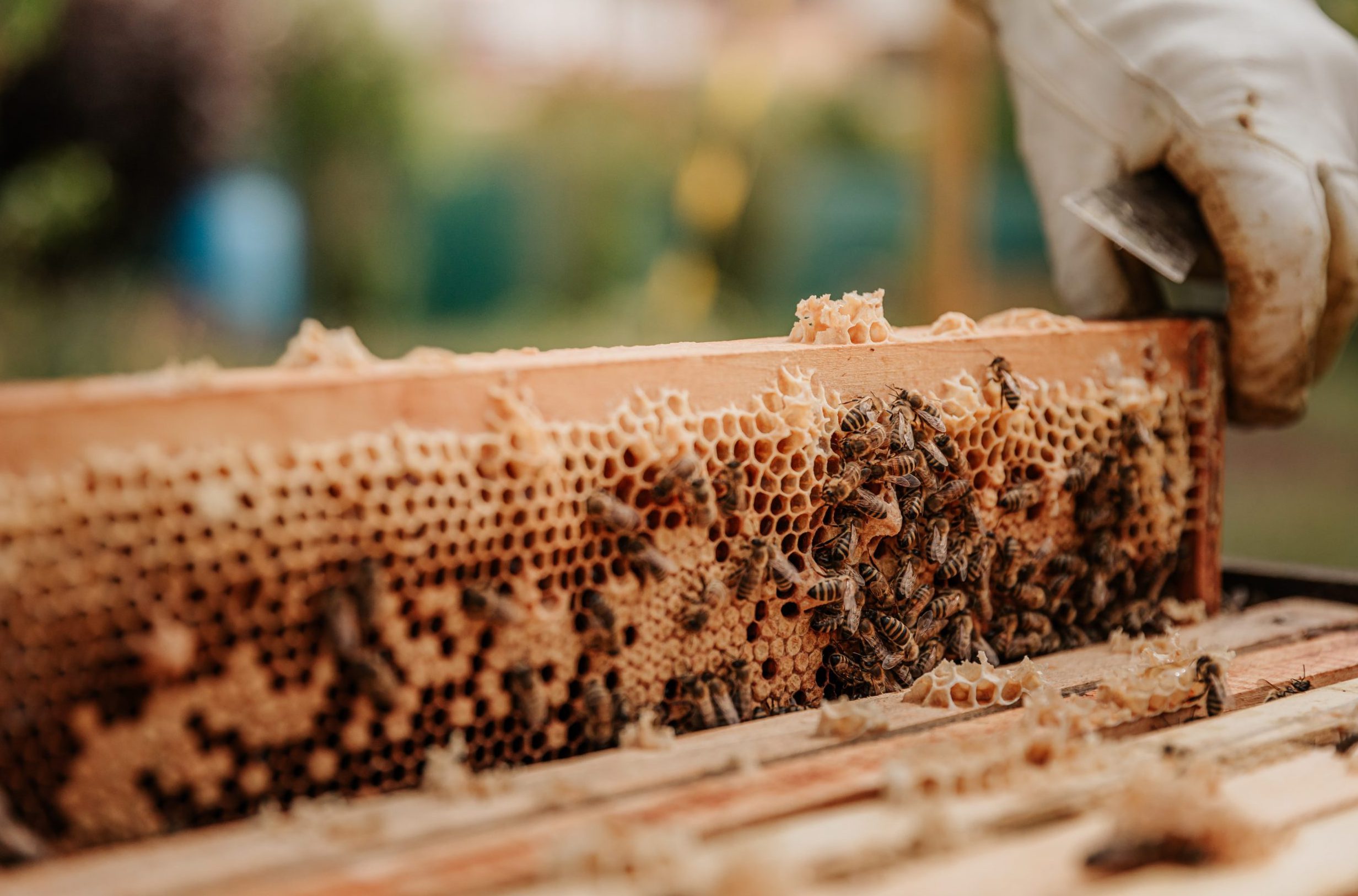 100% Ontario honey being made as the bee keeper is about to scrap the honey from a honey comb.